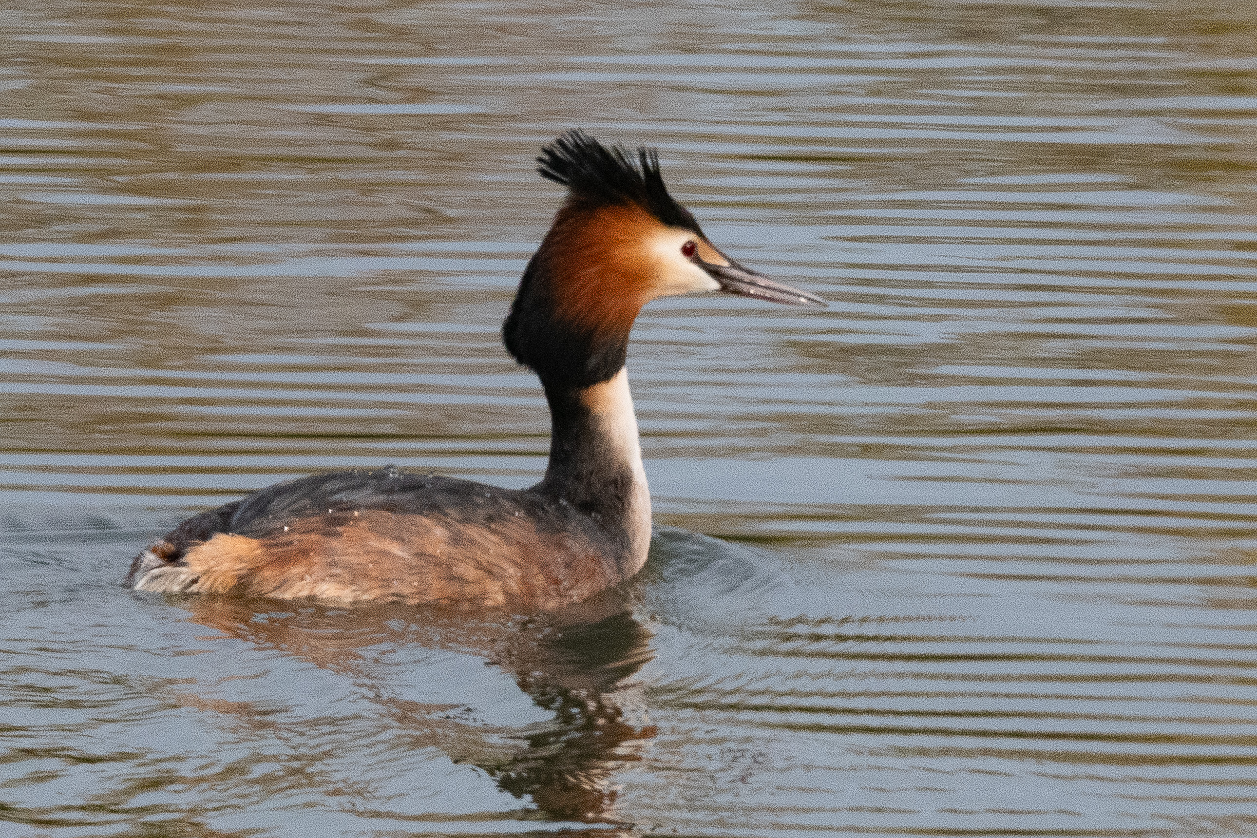 Grèbe huppé (Great crested grebe, Podiceps cristatus), adulte nuptial de profil. Dépôt 54 de la Réserve naturelle de Mont-Bernanchon, Hauts de France.